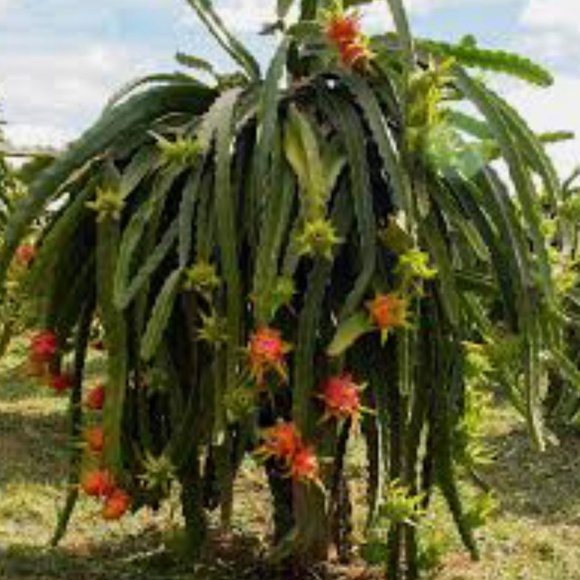 Dragon Fruit Big Cuttings (Sweet Variety- Pre-Season BLOW-OUT Sale!) - Picture 2 of 5